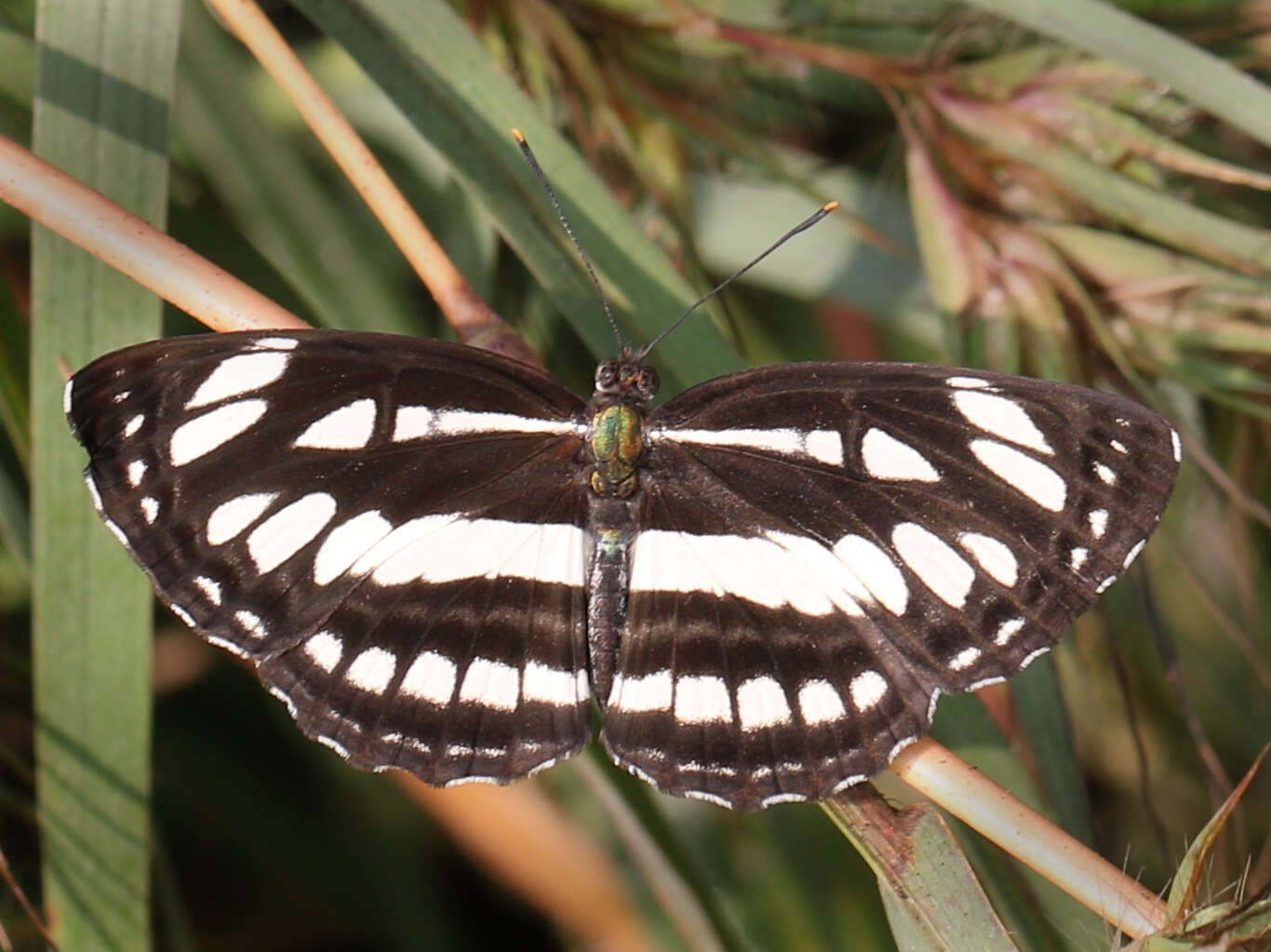 Image of Neptis hylas varmona Moore 1872