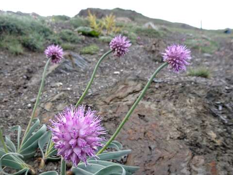 Image of Allium carolinianum Redouté