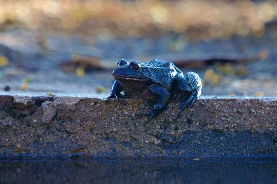 Image de Pelophylax bedriagae (Camerano 1882)