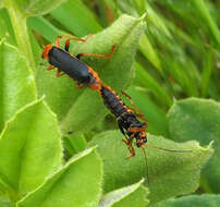 Image of <i>Cantharis marginiventris</i>