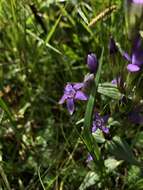 Image of Gentianella austriaca (A. & J. Kern.) Holub