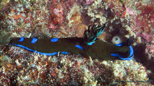 Image of Morose black and blue slug