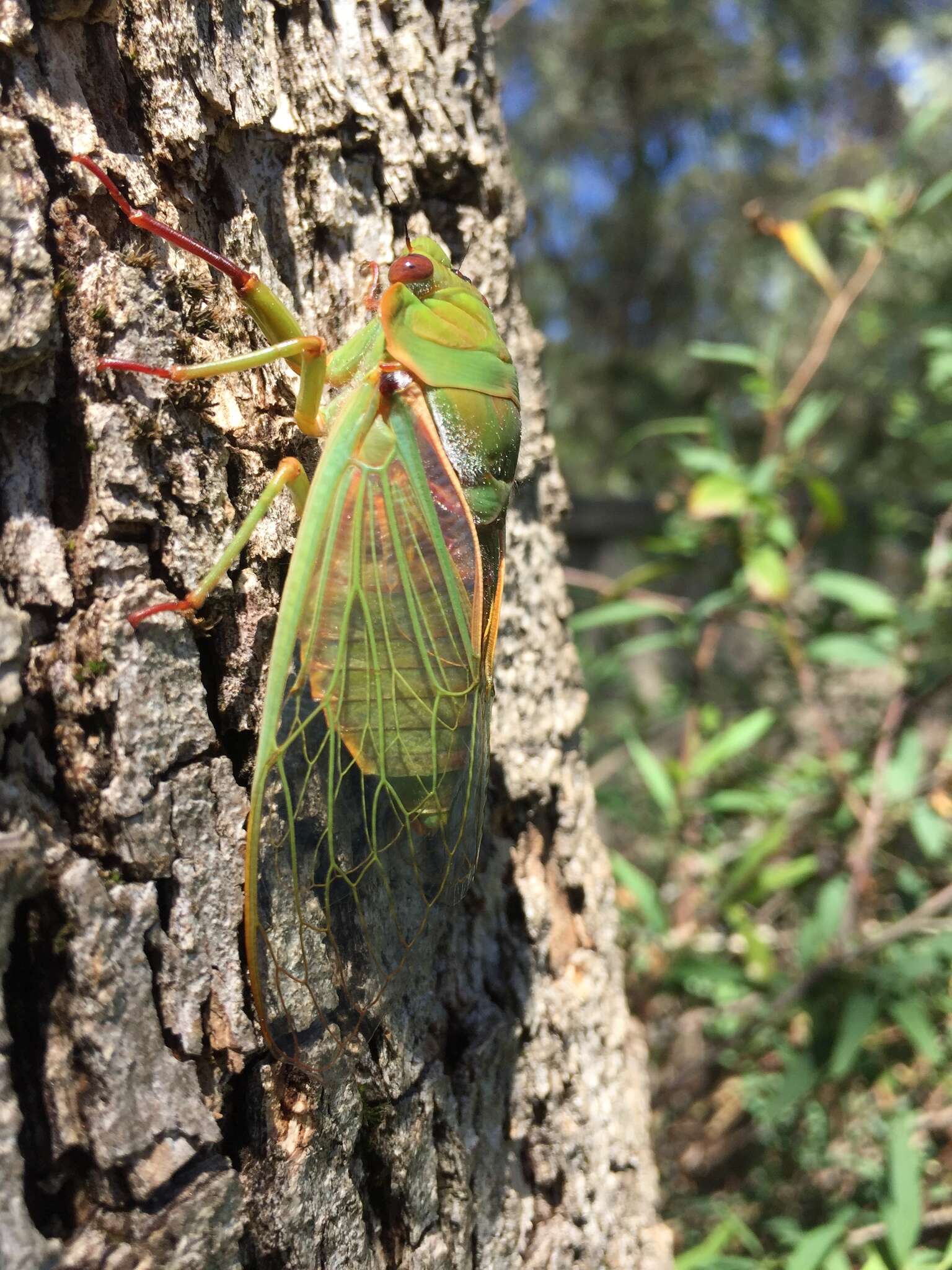 Image of Cyclochila