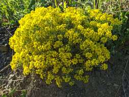 Sivun Alyssum tortuosum Waldst. & Kit. ex Willd. kuva