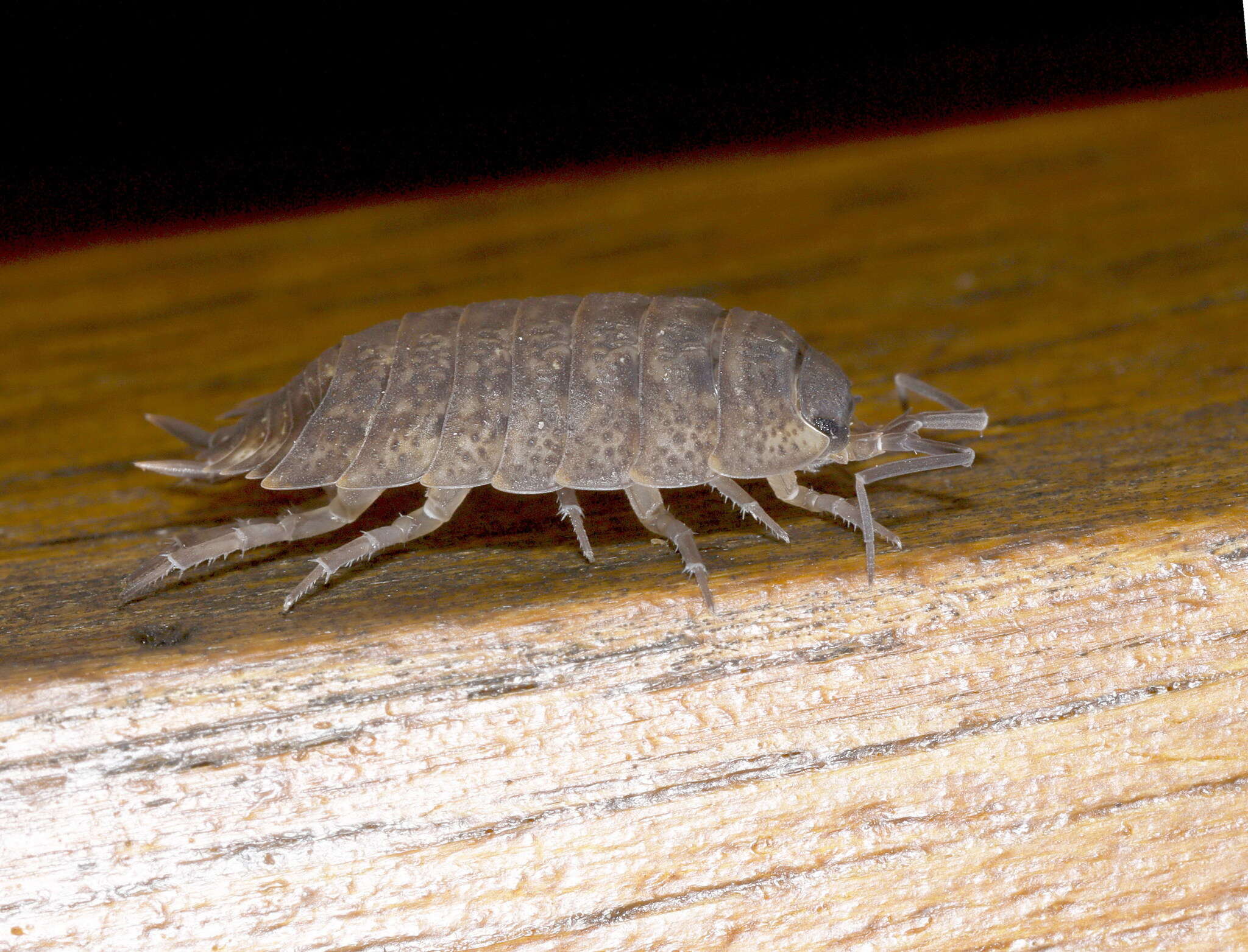 Image of Porcellio monticola Lereboullet 1853