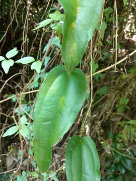 Image of Smilax bockii Warb.