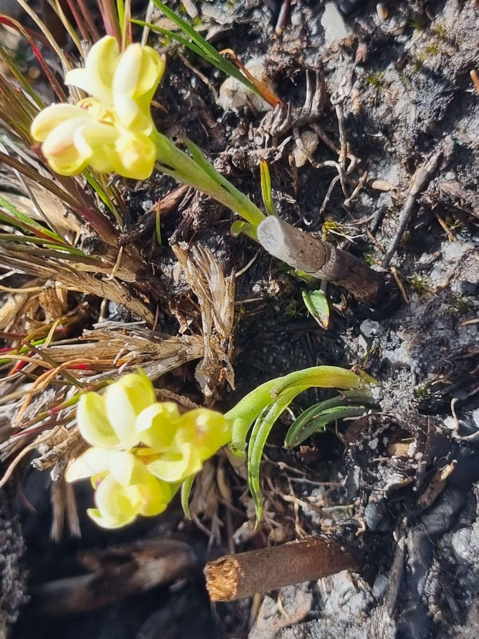 Image of Disa oligantha Rchb. fil.