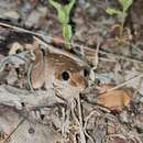 Image of Litoria spaldingi (Hosmer 1964)