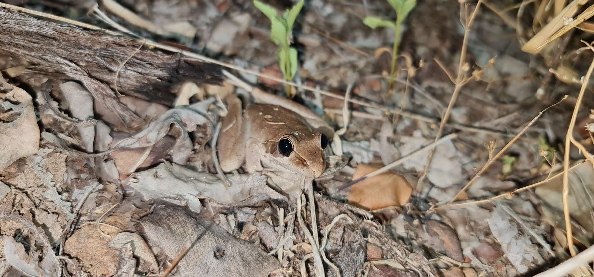 Image of Litoria spaldingi (Hosmer 1964)