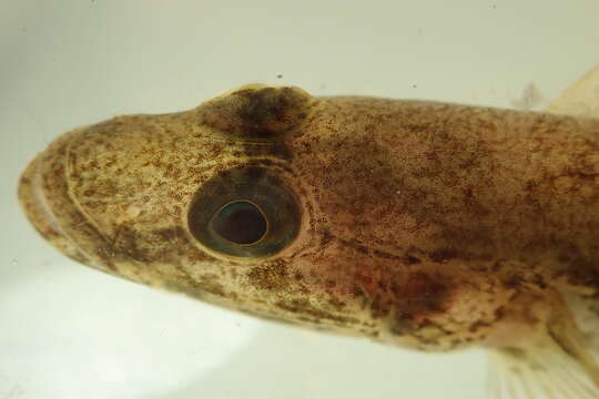 صورة Glossogobius