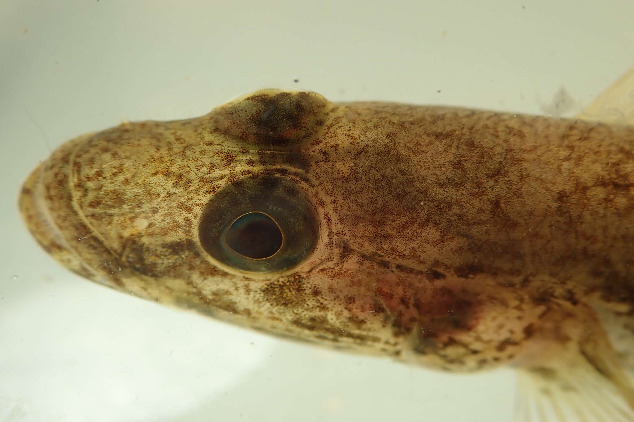 Image of Glossogobius