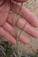 Ceropegia chlorantha (Schltr.) Bruyns的圖片