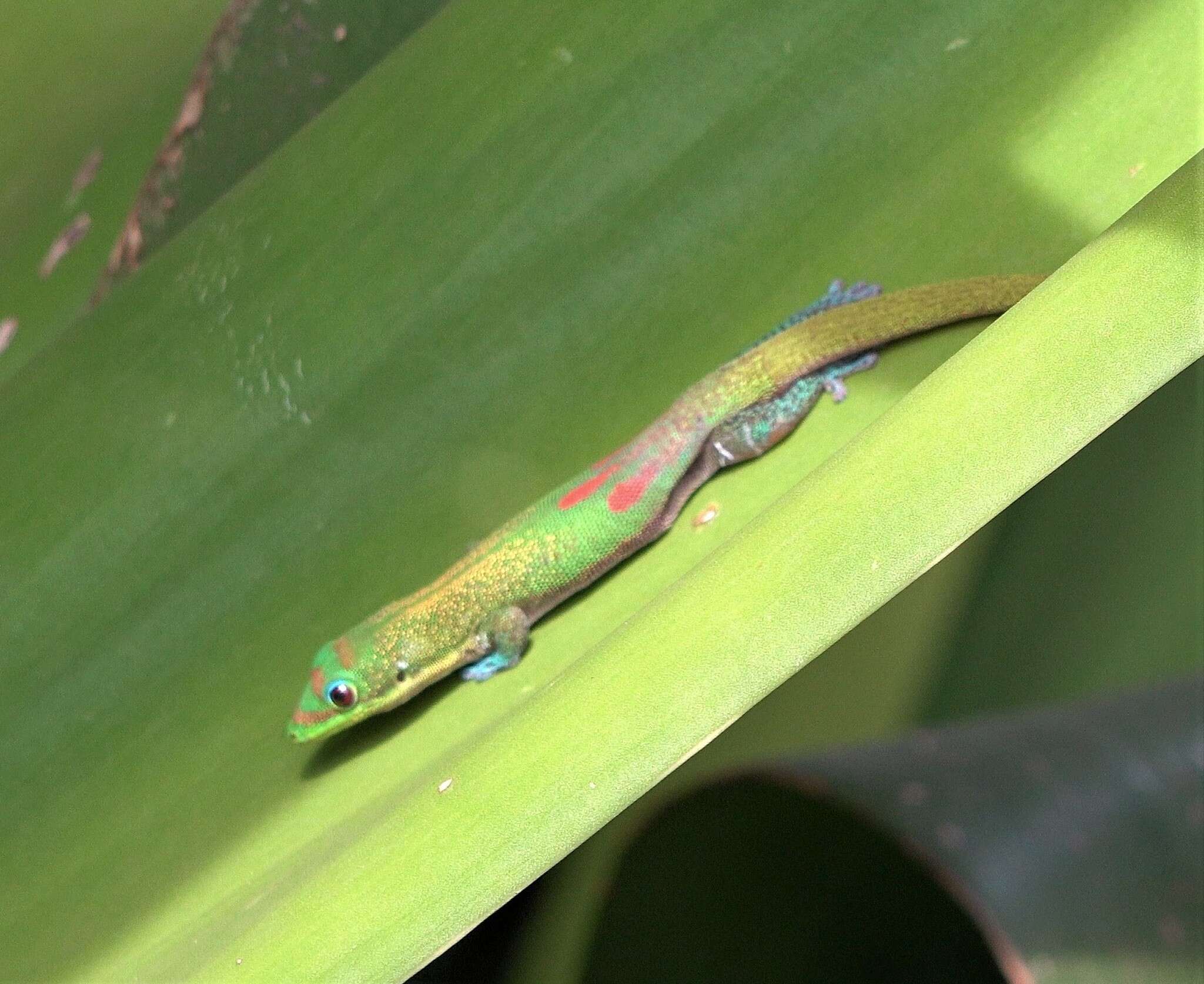 Image of gold dust day gecko