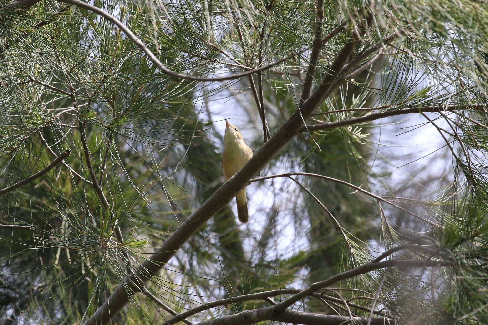 Image of Acrocephalus australis australis (Gould 1838)