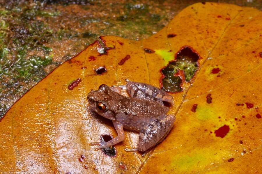 Image of Leptobrachella mjobergi Smith 1925