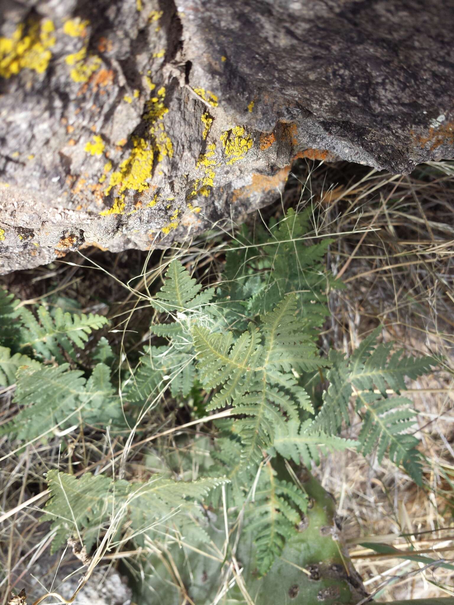 Image de Notholaena standleyi (Kümmerle) Maxon