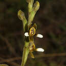 Image of Pterichis leucoptera Schltr.