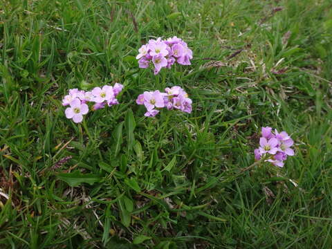 Imagem de Cardamine crassifolia Pourr.