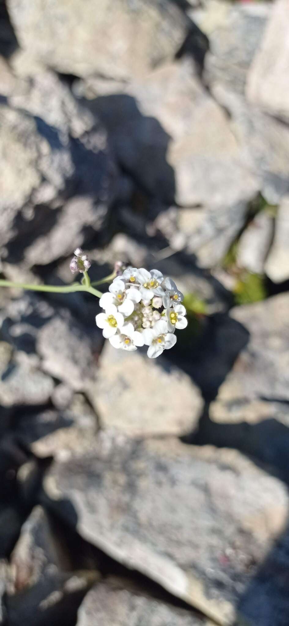 صورة Crambe fruticosa subsp. fruticosa