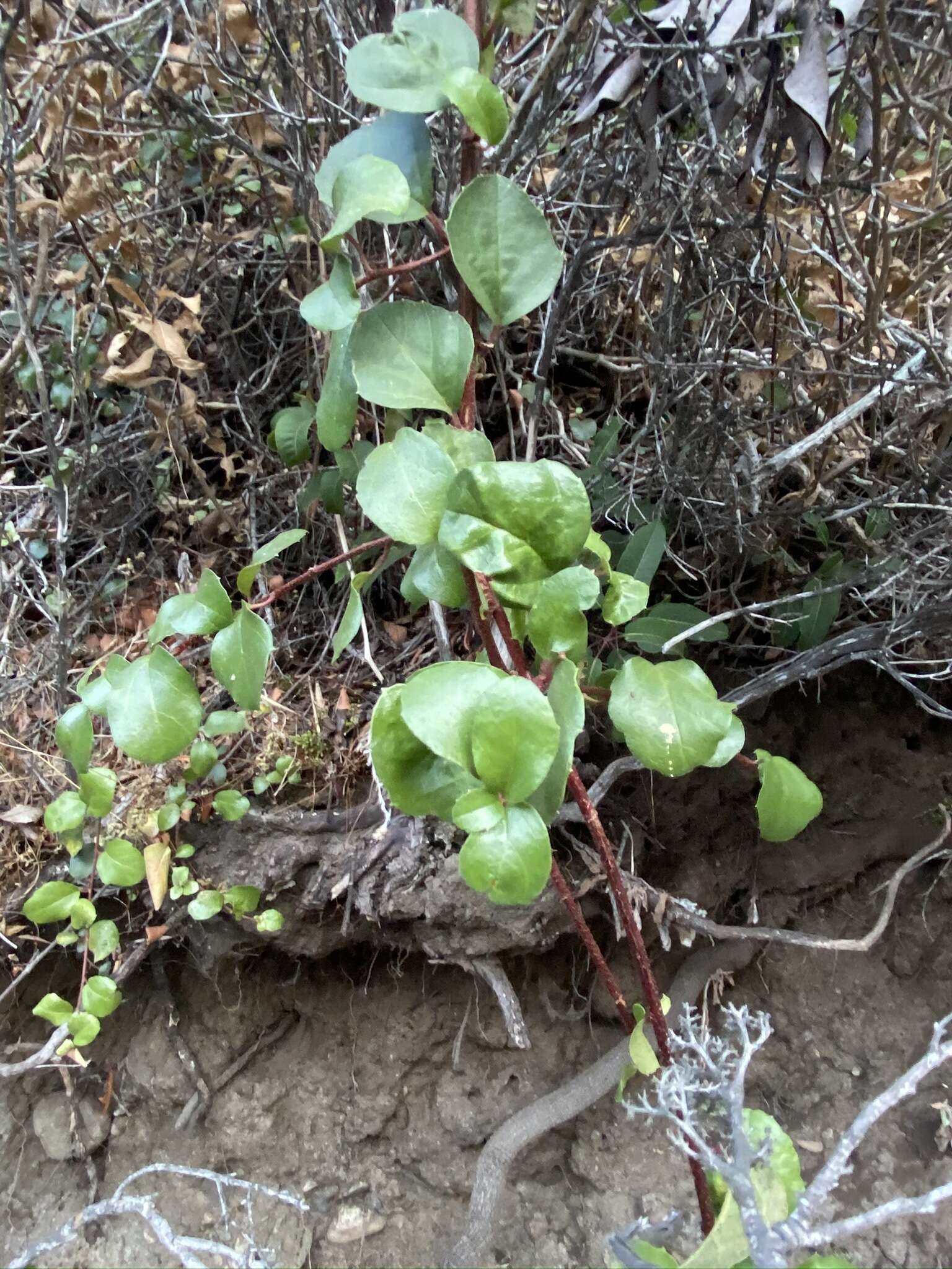 Image of island gooseberry