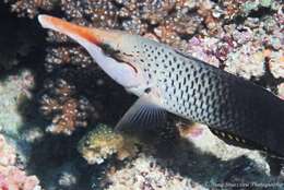 Image of Bird wrasse