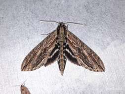 Lintneria merops (Boisduval 1870)的圖片