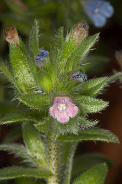 Image of Echium parviflorum Moench