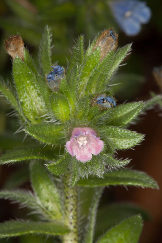 Image of Echium parviflorum Moench