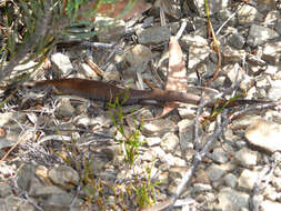 Image of She-oak Skink