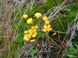 Imagem de Oxalis perdicaria (Mol.) Gunckel