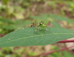 Image of Epeus flavobilineatus (Doleschall 1859)