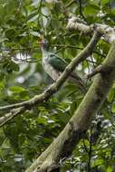 Image of Jambu Fruit Dove