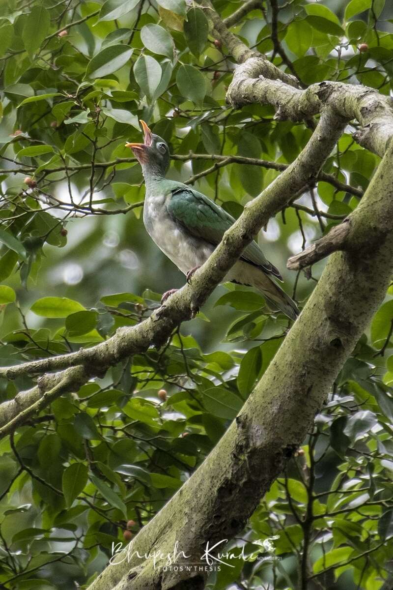 Image of Jambu Fruit Dove