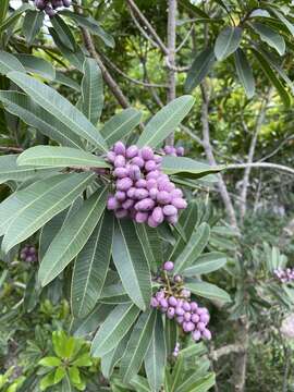 Image of Protorhus longifolia (Bernh.) Engl.