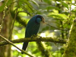 Image of Turquoise Jay