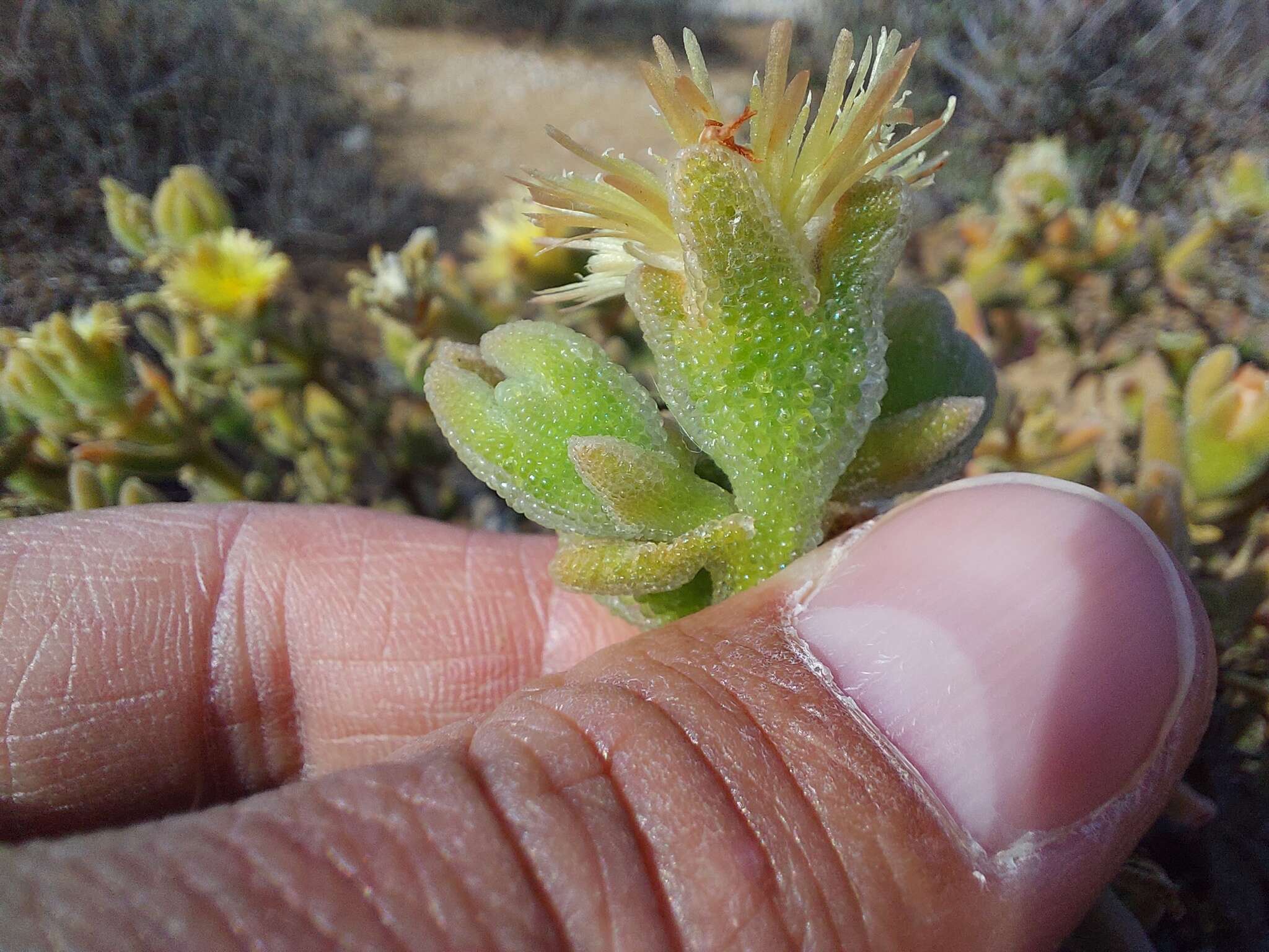 Mesembryanthemum nitidum Haw.的圖片