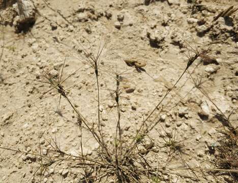 Image of barbed goatgrass