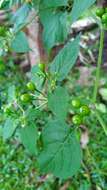 Plancia ëd Capsicum baccatum var. praetermissum (Heiser & Smith) A. T. Hunziker