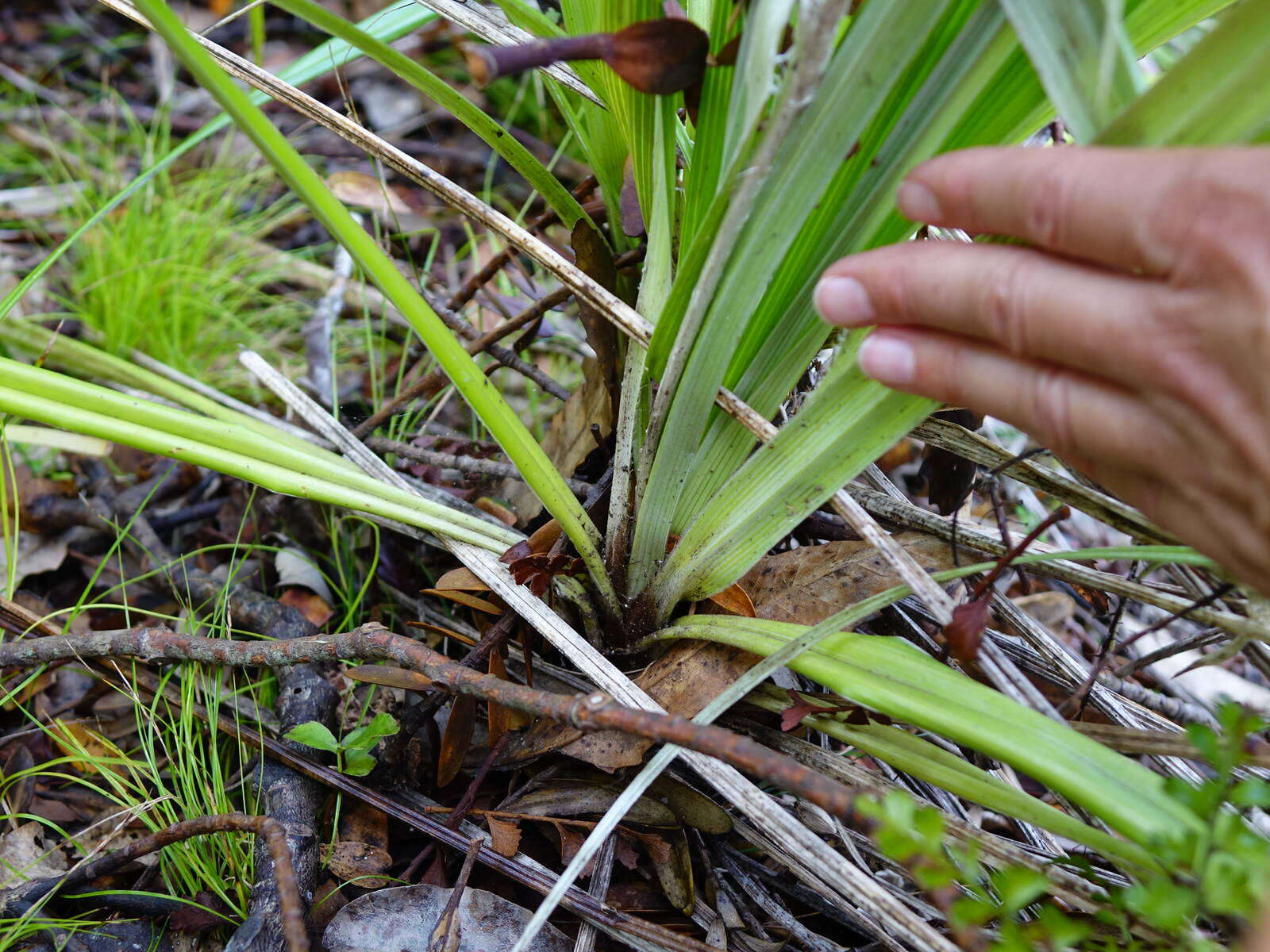 Astelia banksii A. Cunn.的圖片