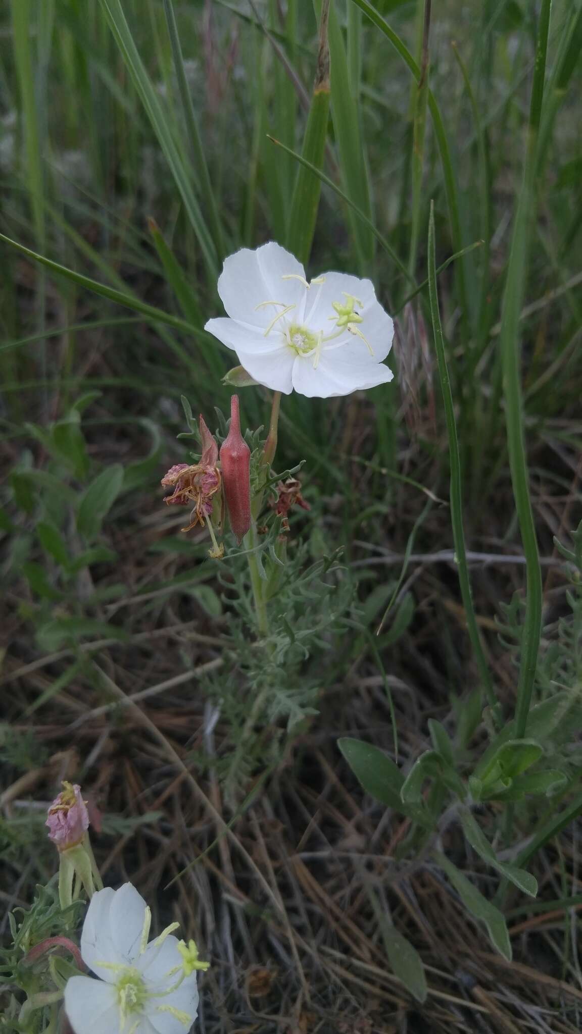 Image of crownleaf evening primrose