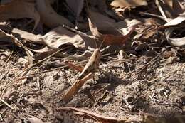 Austracris basalis (Walker & F. 1870) resmi