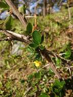 Слика од Berberis microphylla Forst.