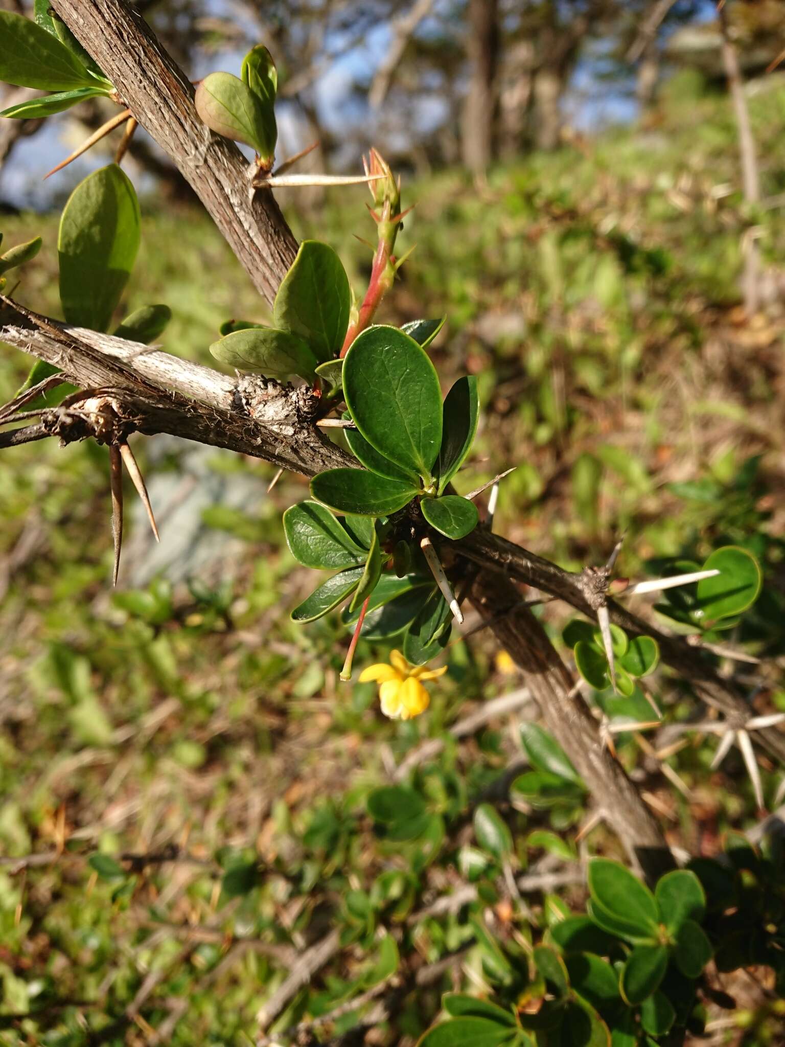 Image of Magellan barberry