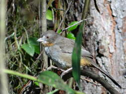 Image of White-throated Towhee