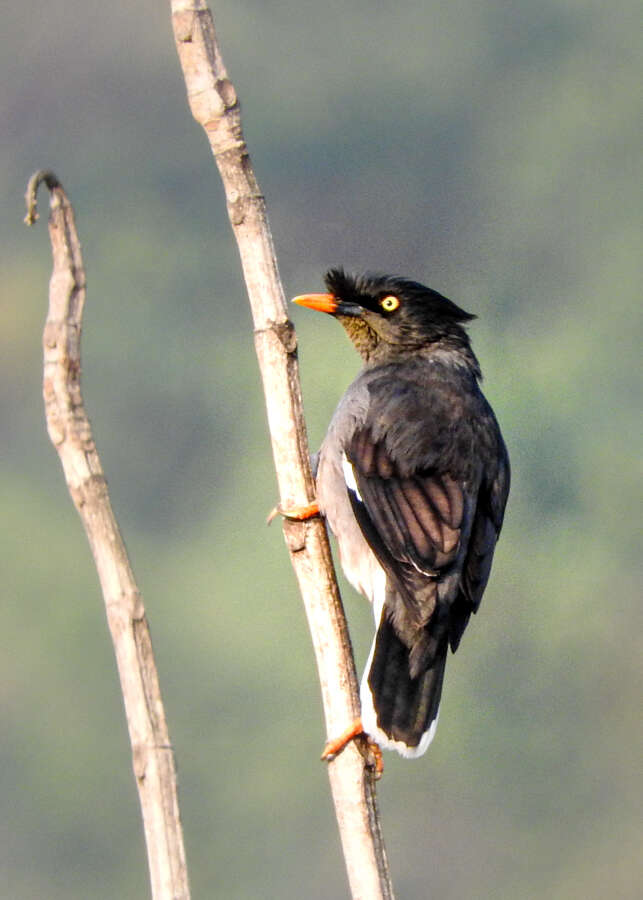 Image of Jungle Myna