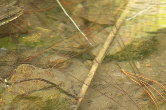 Image of Michoacan Stream Salamander