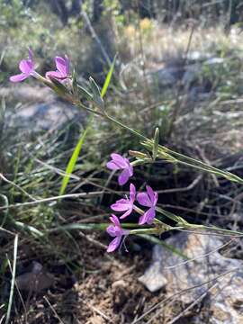 Image of Dianthus ciliatus Guss.