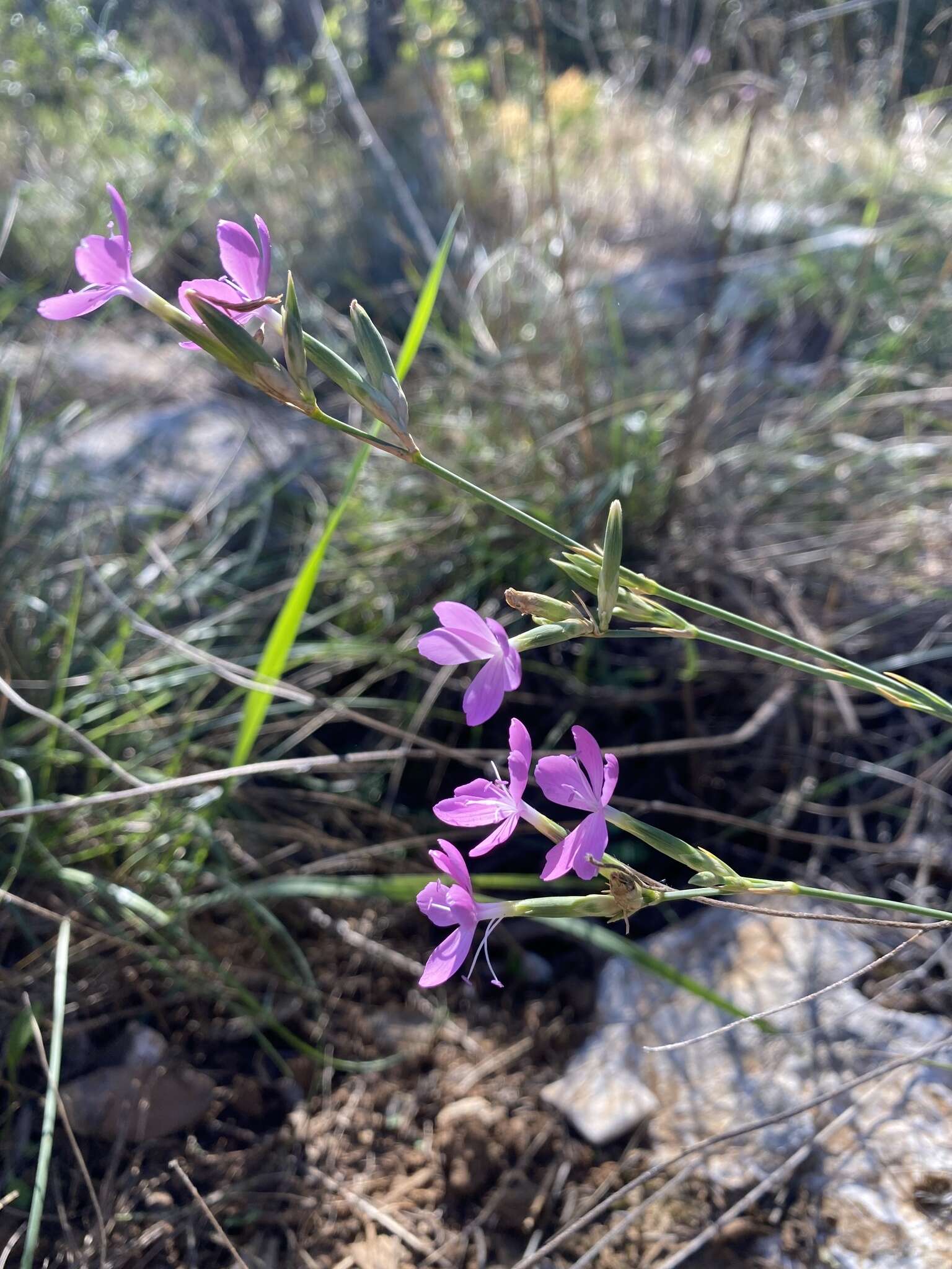 Image of Dianthus ciliatus Guss.