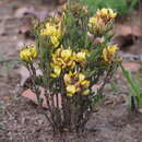 Sivun Crotalaria quangensis Taub. kuva