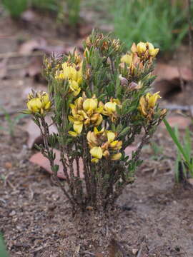 Image of Crotalaria quangensis Taub.